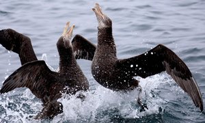 Wonders van Nieu Seelandse Kuslyn